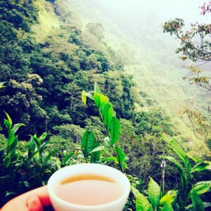 台灣特色茶葉